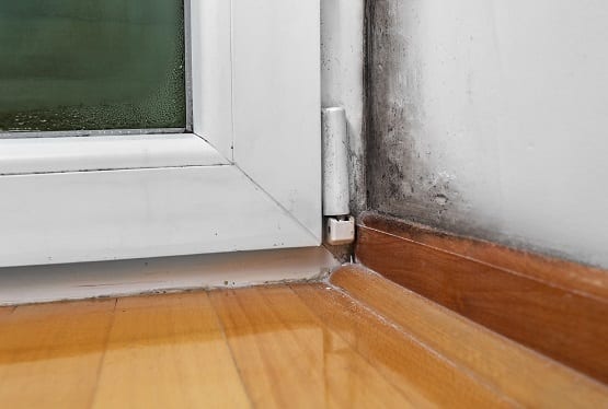 Mold Air Quality